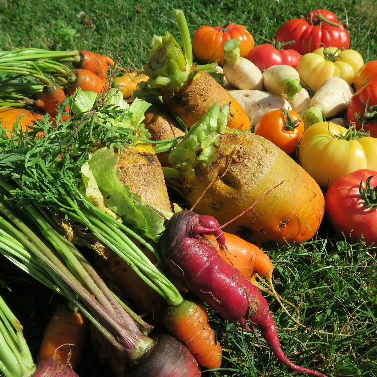 Fruits et légumes - Sotteville-les-Rouen