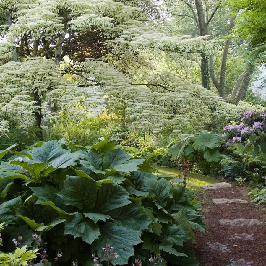 Jardin de Valérianes
