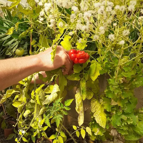 LOI_sainte-colombe_etoile-verte©otca-2020 redim (1)