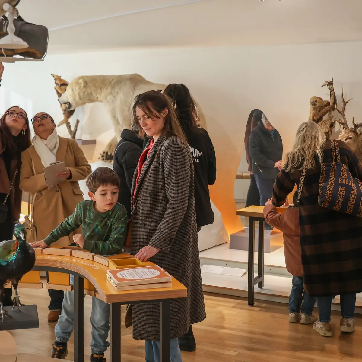 Muséum d'histoire naturelle du Havre