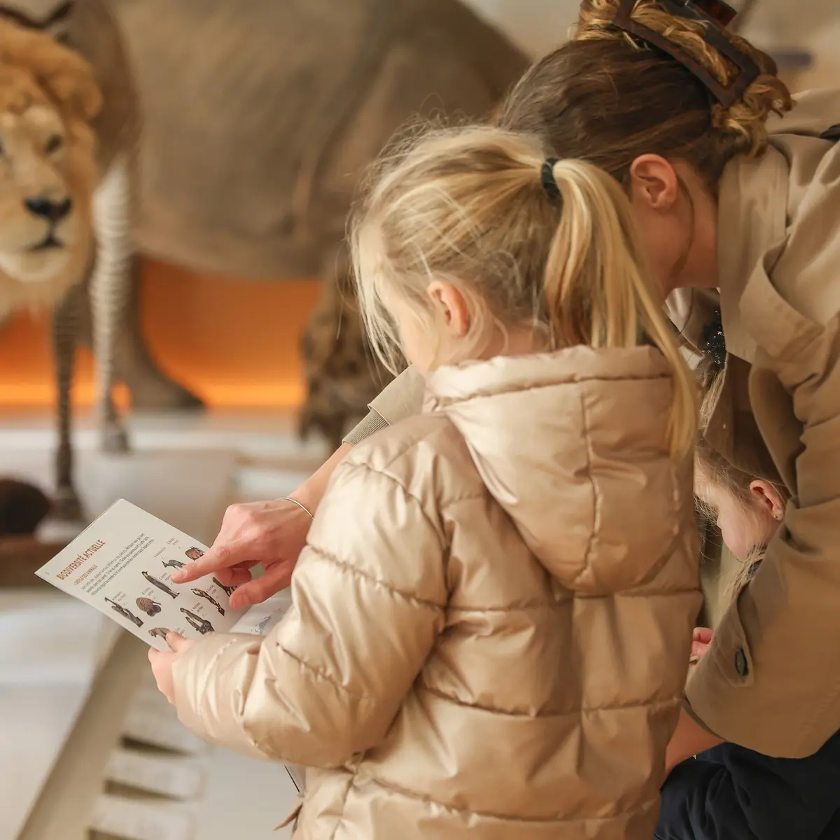 Muséum d'histoire naturelle du Havre