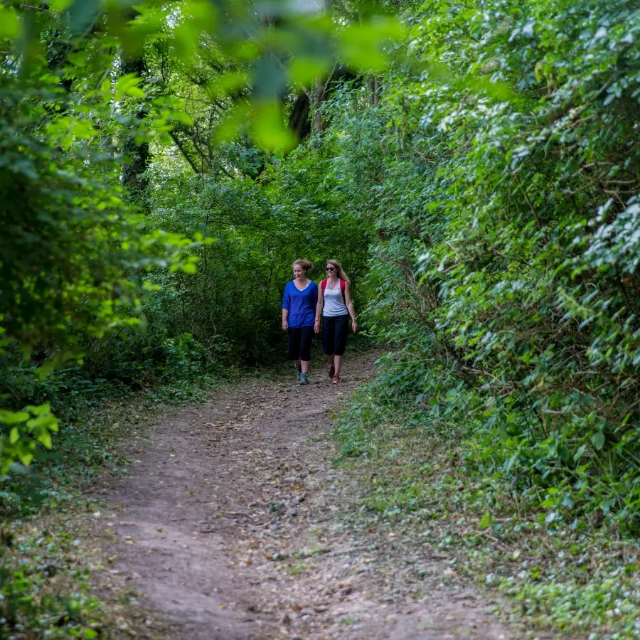 Randonnée en forêt
