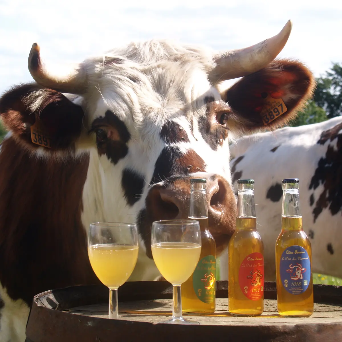 Ptit Clos Normand 2 Villequier Rives en Seine Caux Seine Tourisme M. Craquelin