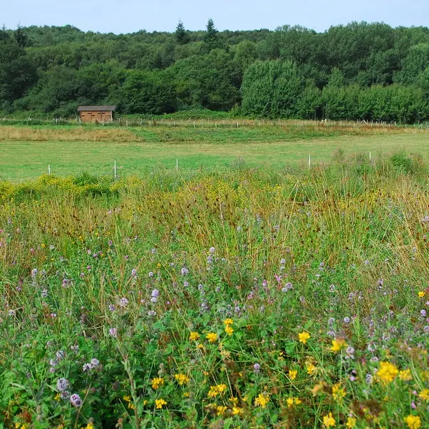 PNA-grainville-la-teinturiere-basses-eaux-ccca-2020--2-