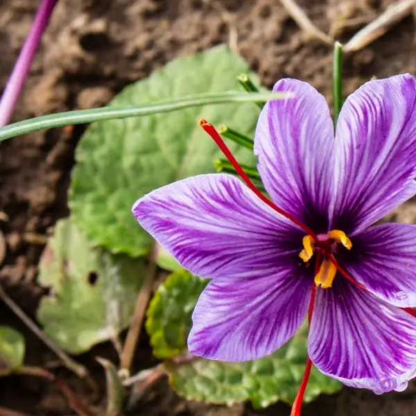 SafranDeCaux-800x600-2