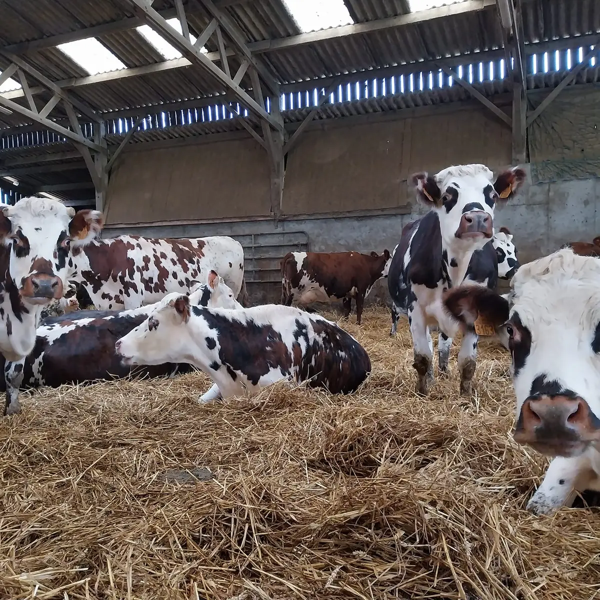 Vaches normandes SCEA Sortambosc