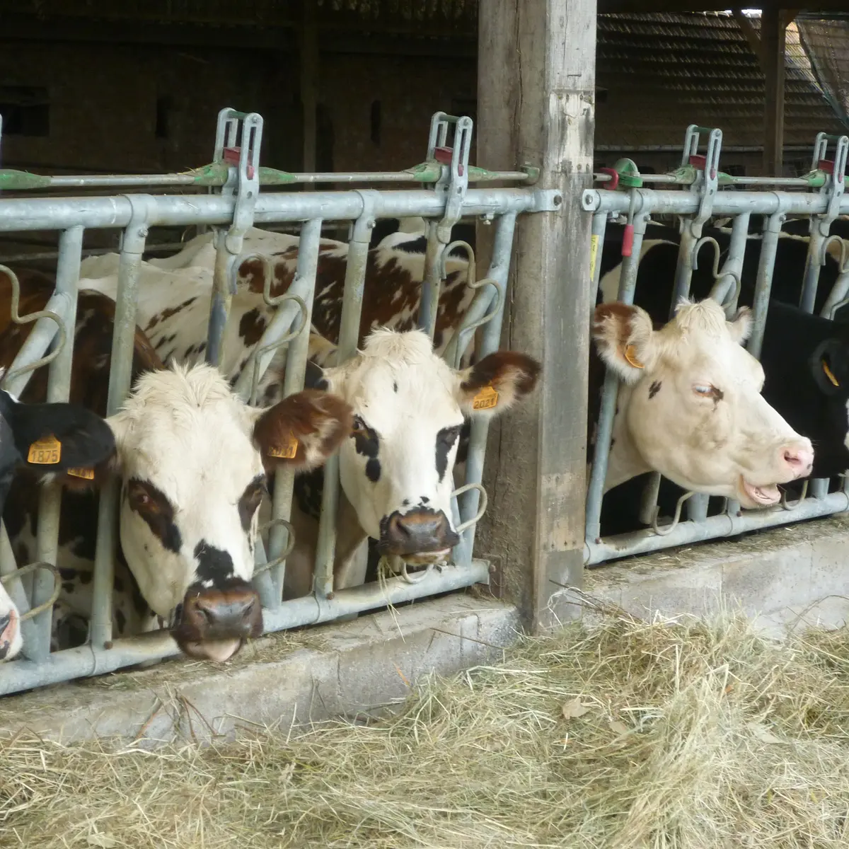 Visite ferme du petit fumechon