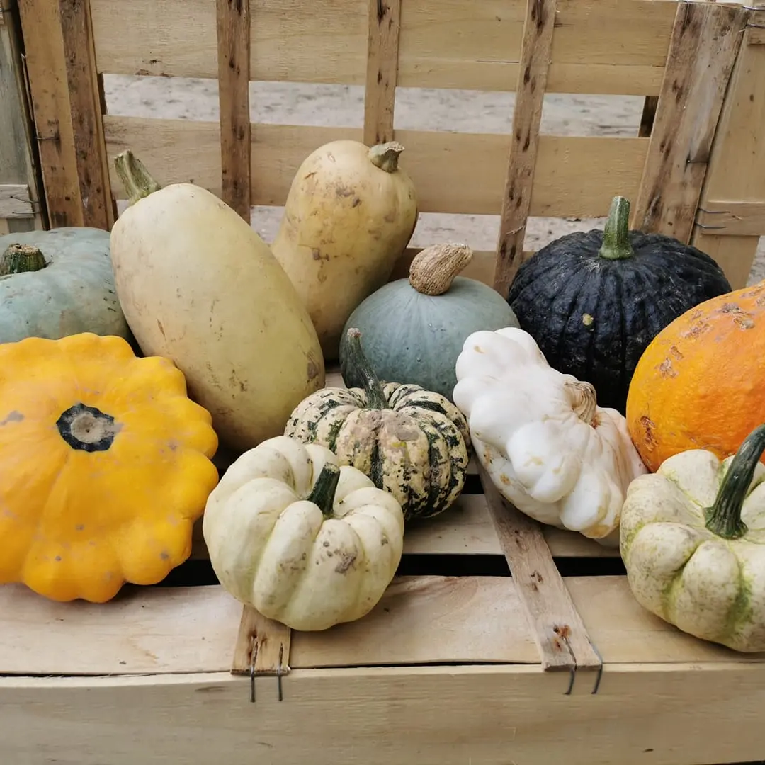 les courges à l'automne