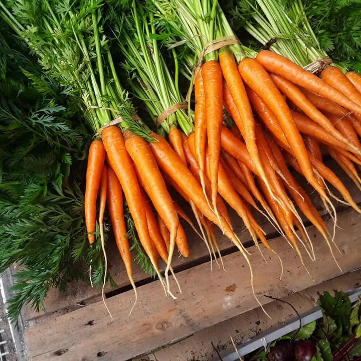 Les carottes de la ferme