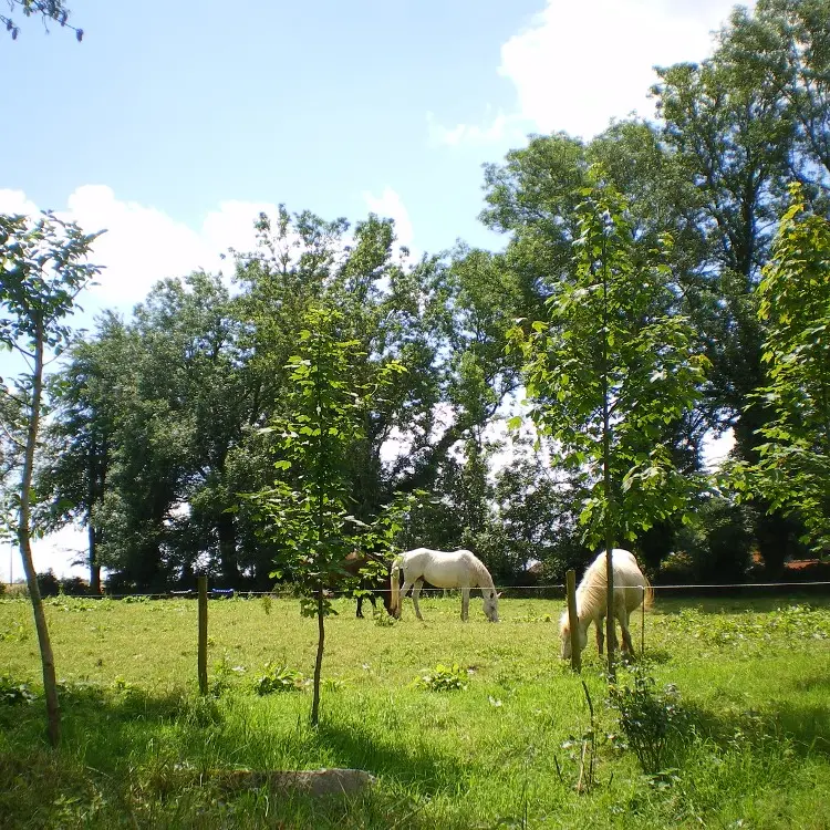 Sainte Foy - La Chaumière - Parc Chevaux - Mme Marlier
