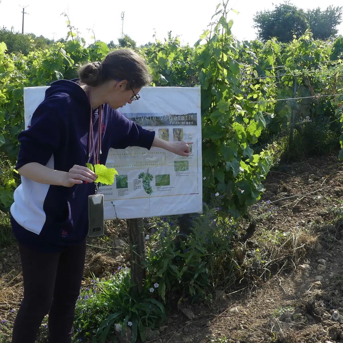 Matinée dans les vignes