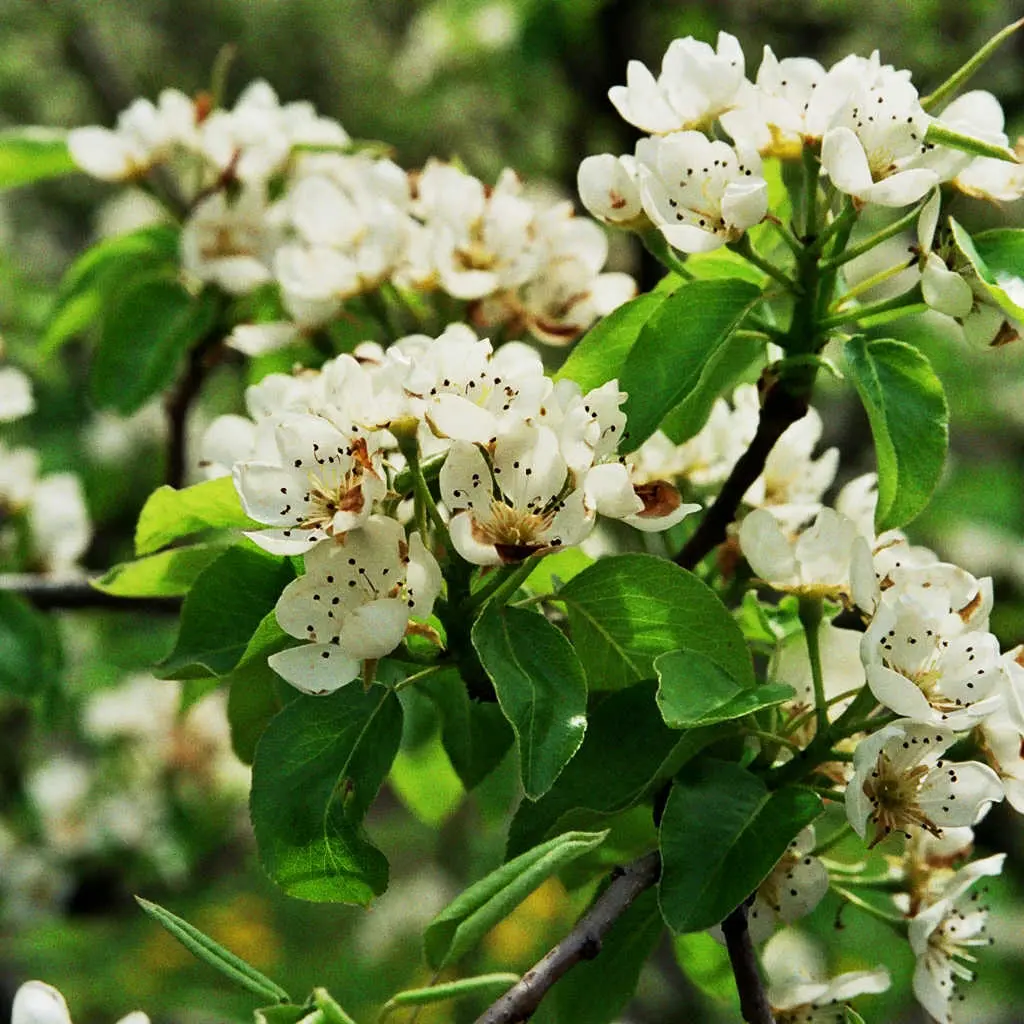 DEG72-ruchers-paumeraie-2