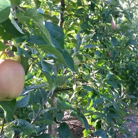 Vergers Davoine_Yvré le Pôlin