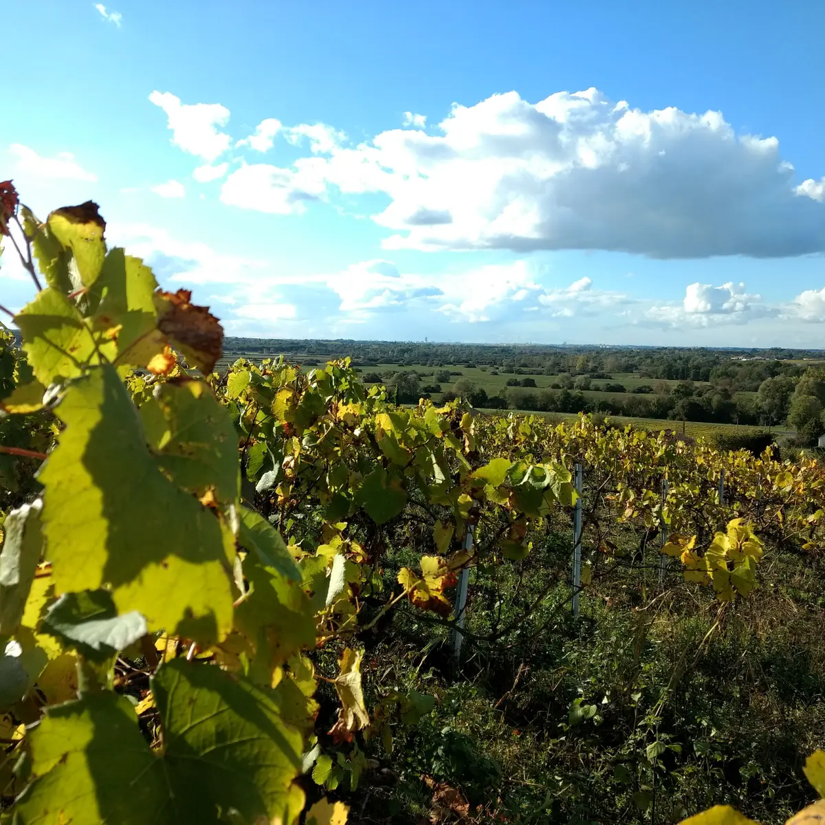 2018-buttedelaroche-lelorouxbottereau-1-levignobledenantes
