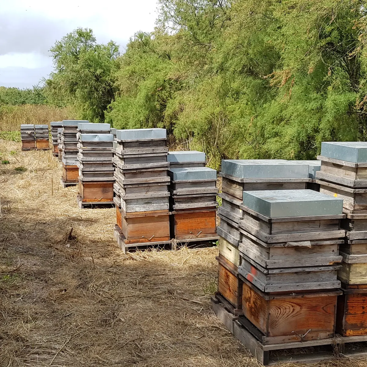 Melli Ouest Rucher Marais Poitevin