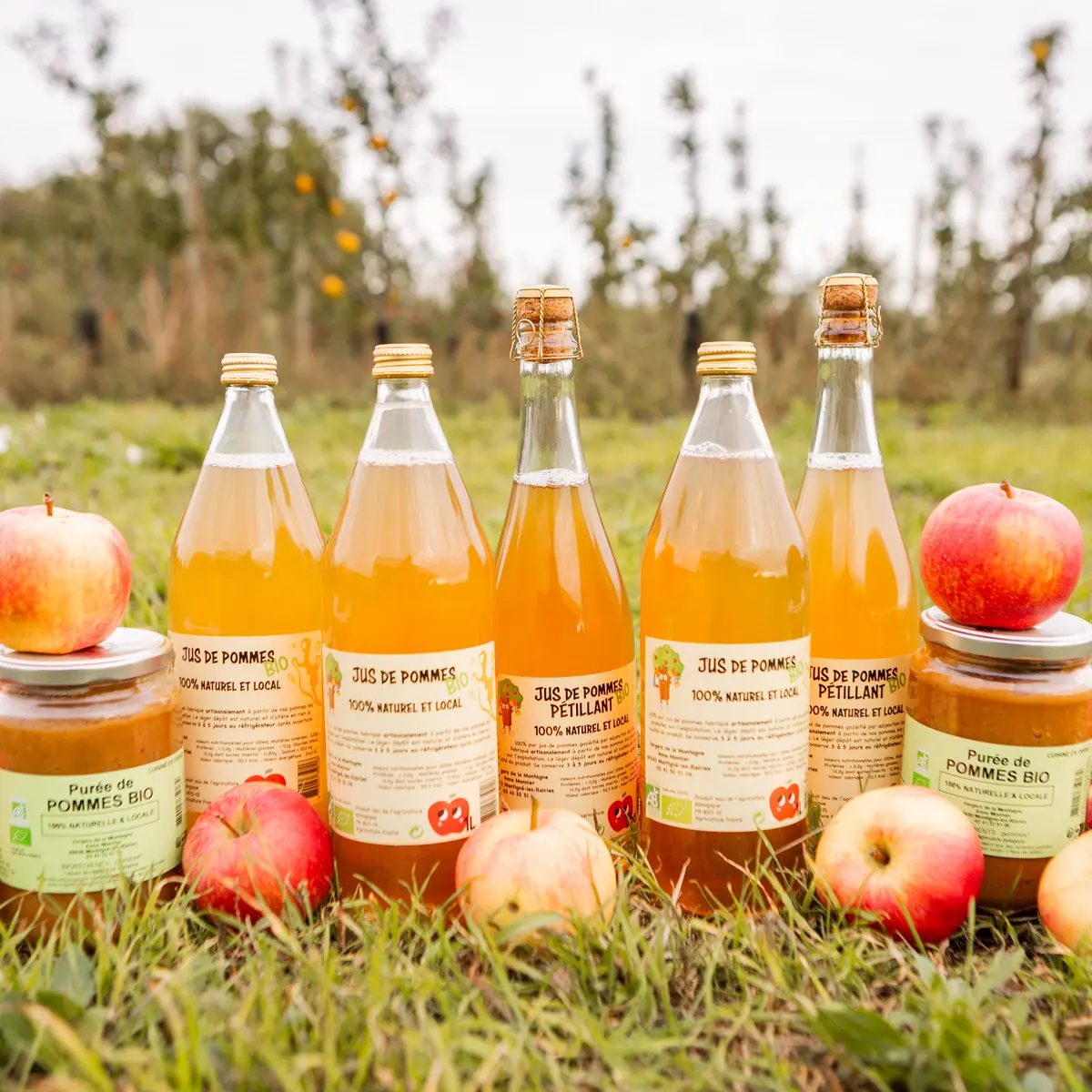 Anne Monnier Montigné