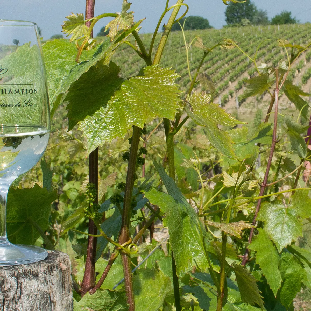 Olivier Champion_Poncé sur le Loir