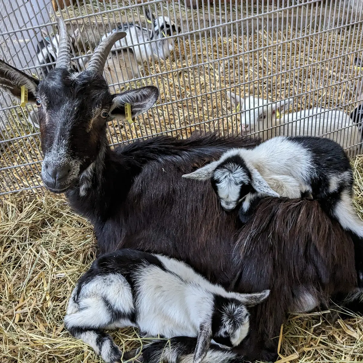 Les Chèvres de St Céneri - Saint-Céneri-le-Gérei - chèvres