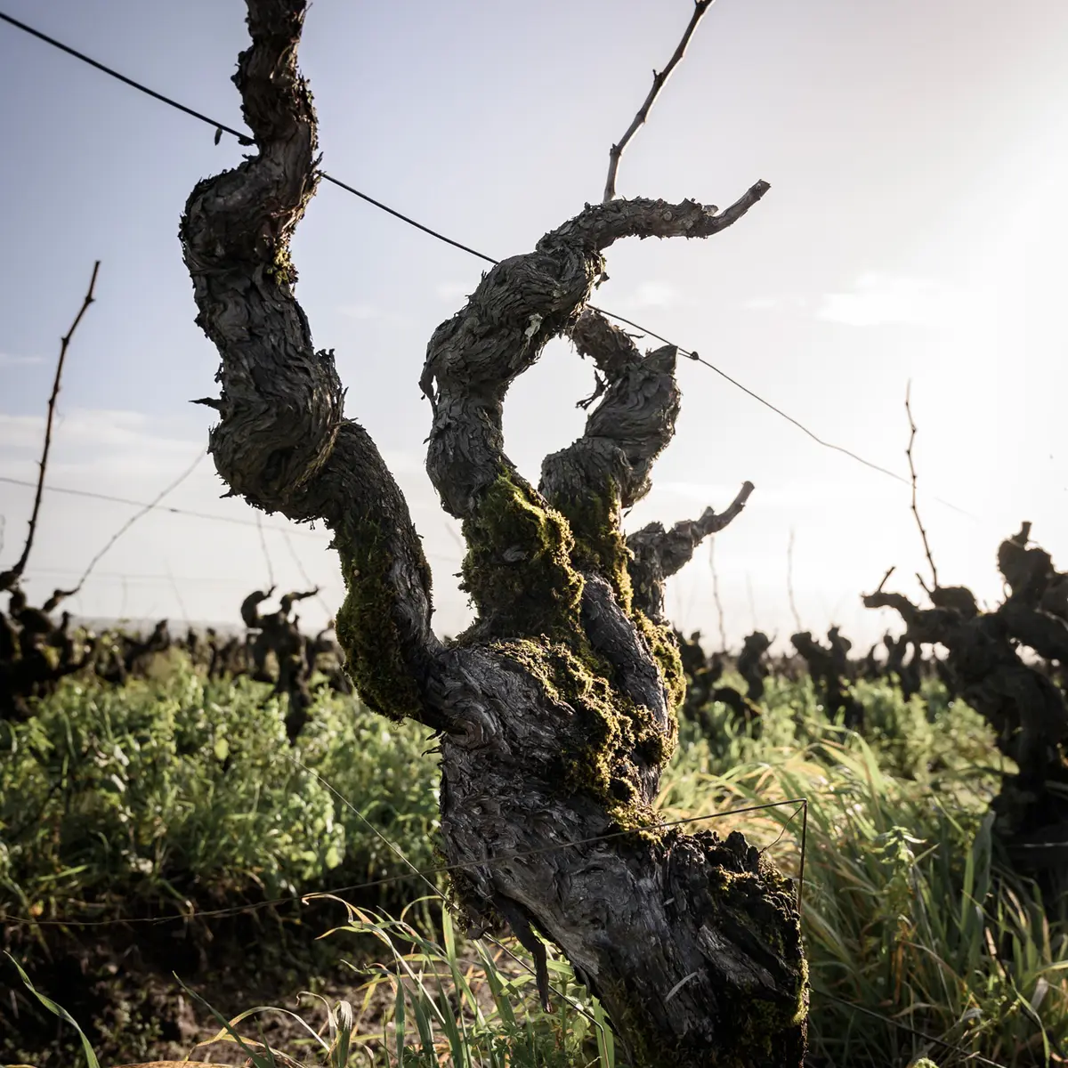 VIGNES DOMAINE BONNET HUTEAU BY PAUL STEFANNAGGI