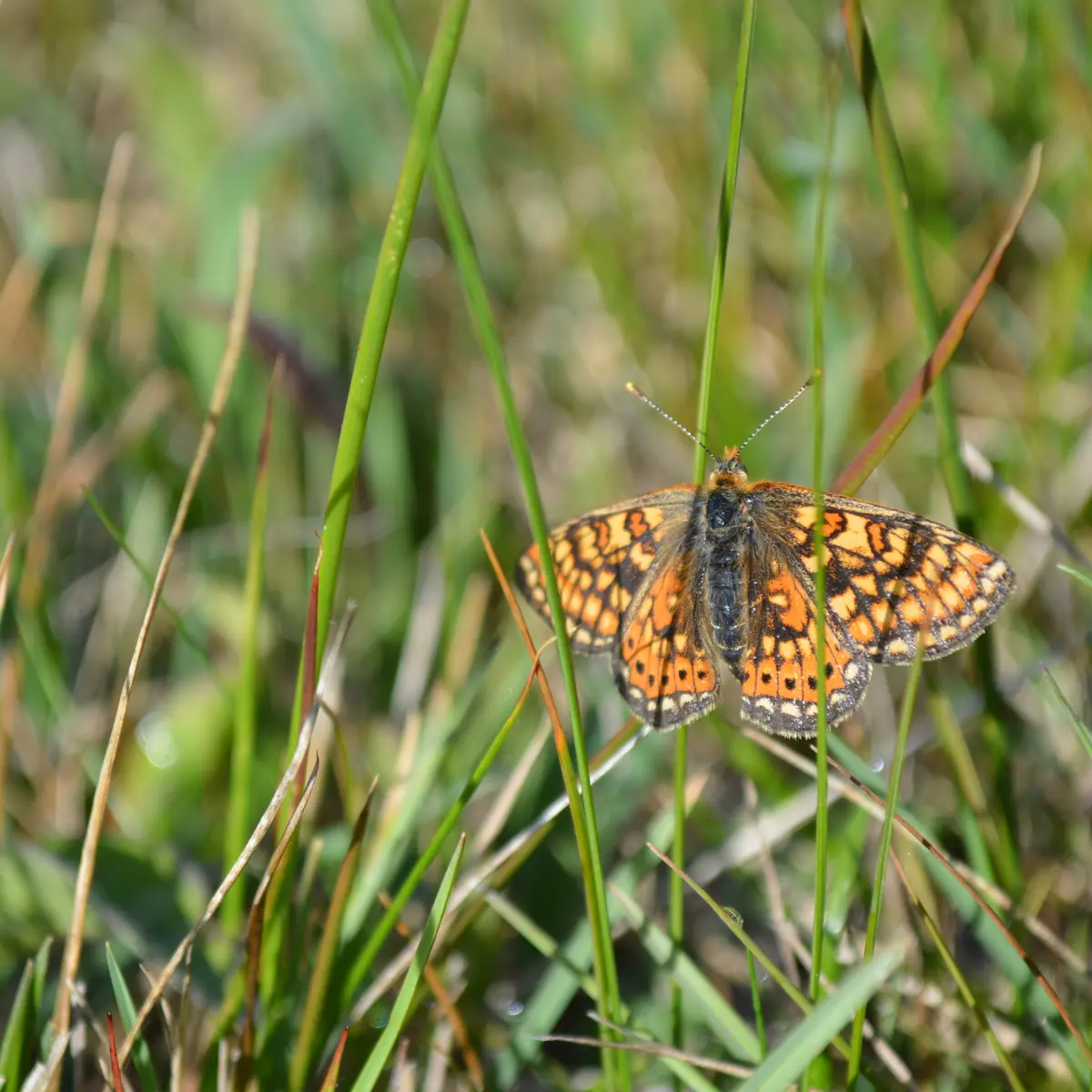 Damier de la Succise