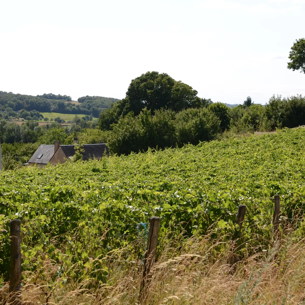 La ferme viticole du cochon zébré_Marçon
