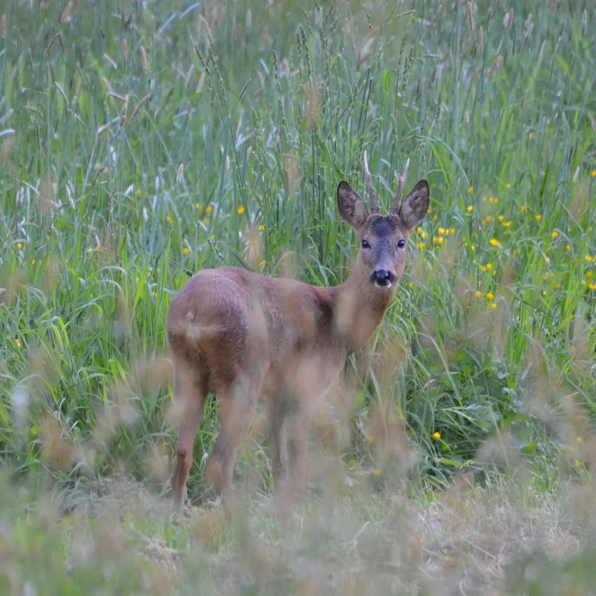 La Grande Savane - Saint-Paul-le-Gaultier - faune et flore