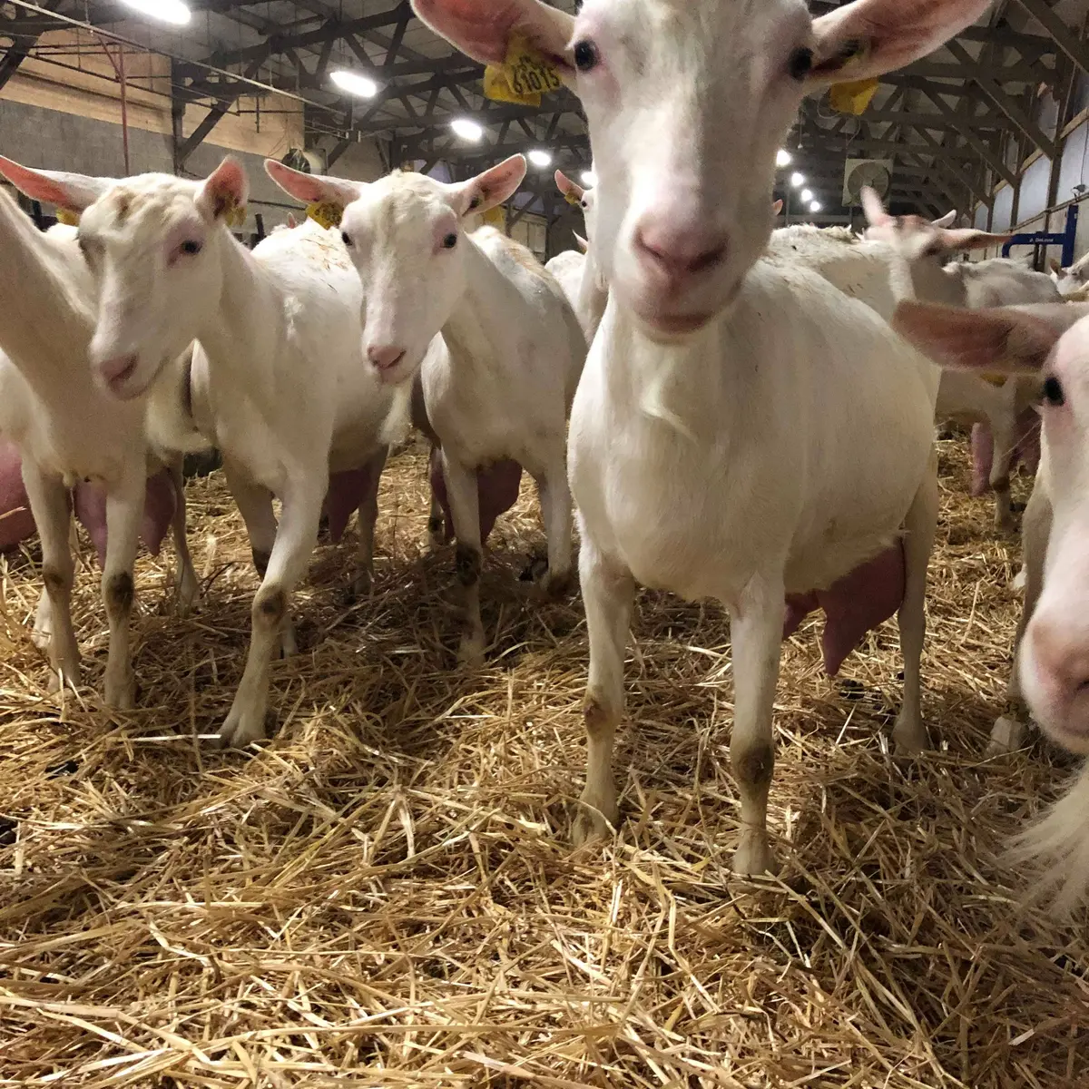 Ferme-des-Ptits-Caprices--2- - La Tardière 85