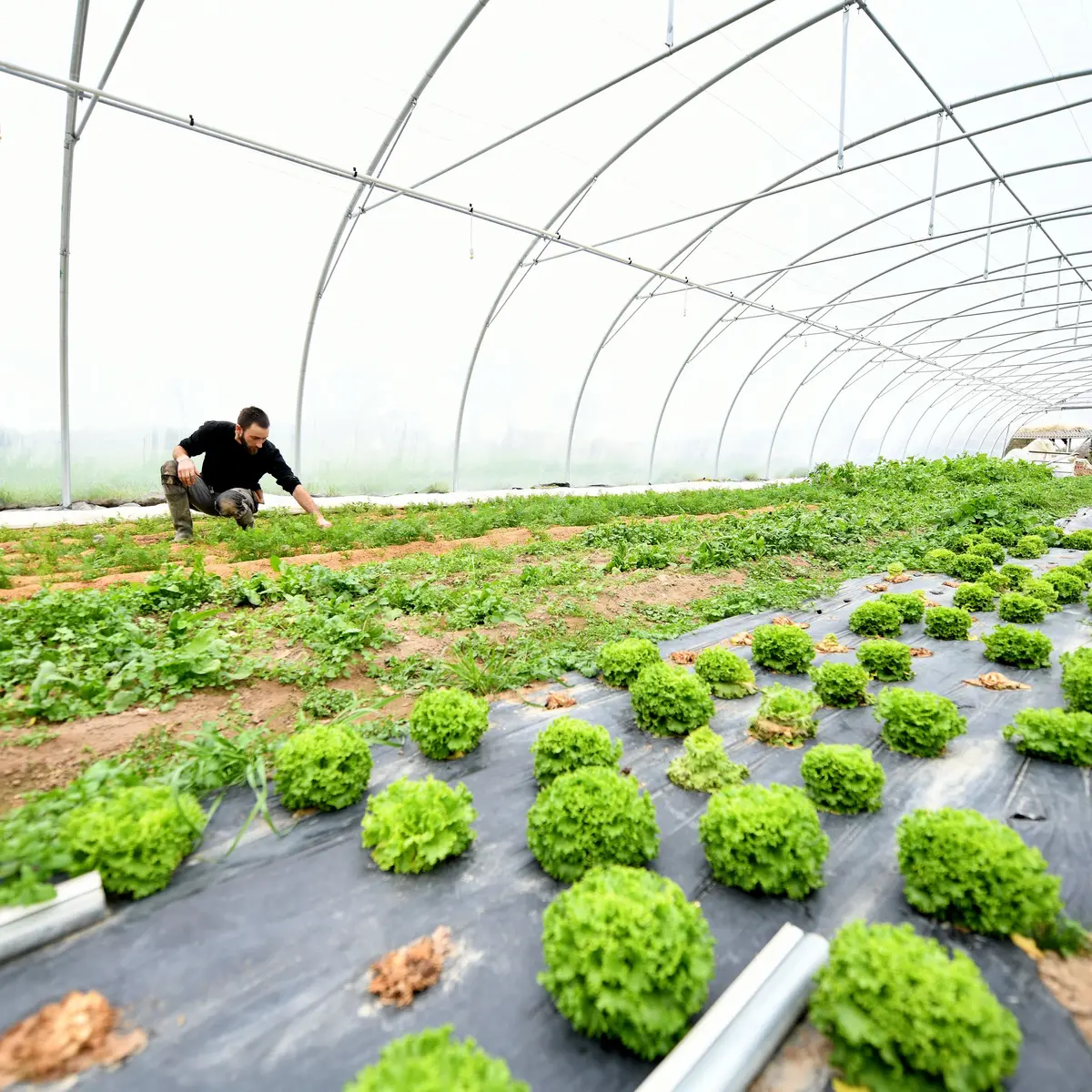La ferme des petites mottes à Saint-Nazaire