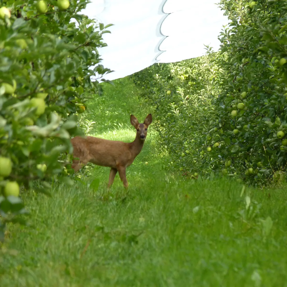 Vergers du petit Pavillon_Lavernat_vue du verger