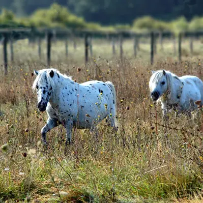 manoir-clairefontaine-25