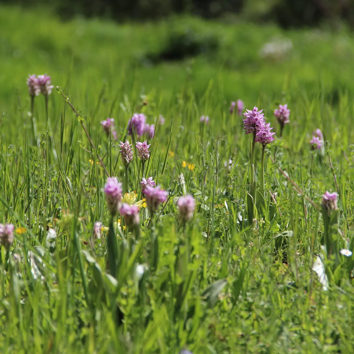 PNAPDL072V502OY2 - RNR cafort-luché pringé 3