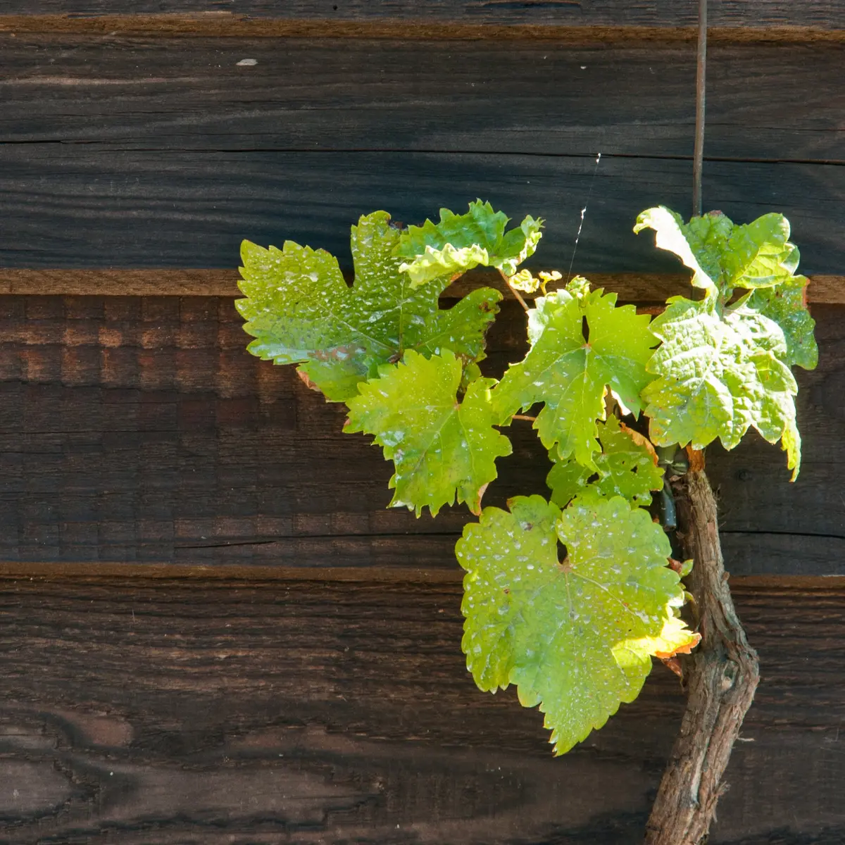 Rando-vigne-Chahaigne-2013-Stevan-LIRA--16-