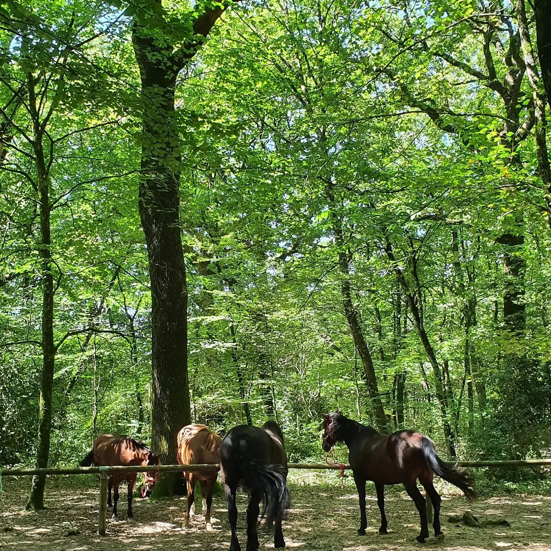 aire-de-pique-saint-luc-l-orbrie-foret-de-mervent-85200- (1)