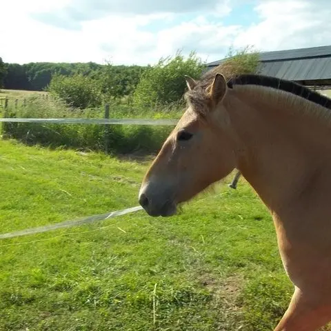 LOI49-ecurie-bauge-2