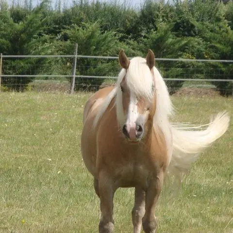 LOI49-ecurie-bauge-3