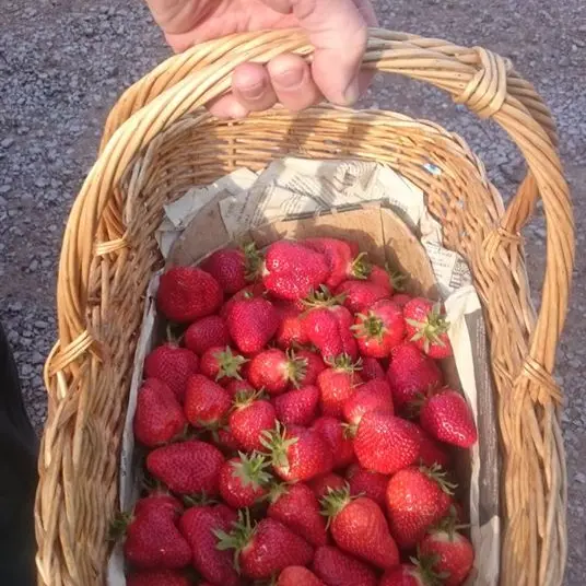 ferme-des-gds-champs1