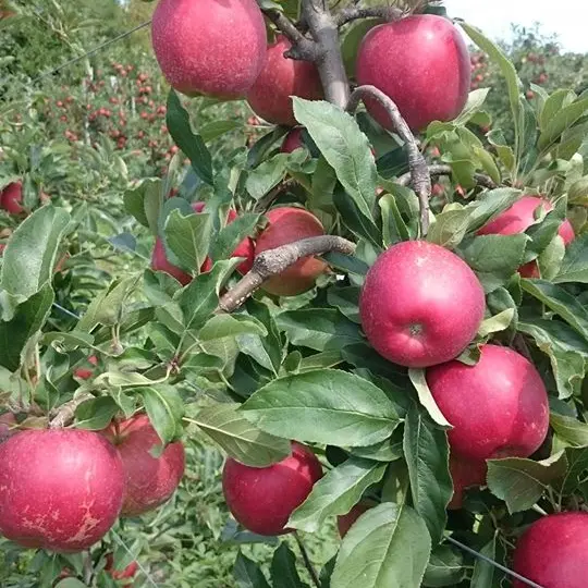 ferme-des-gds-champs2