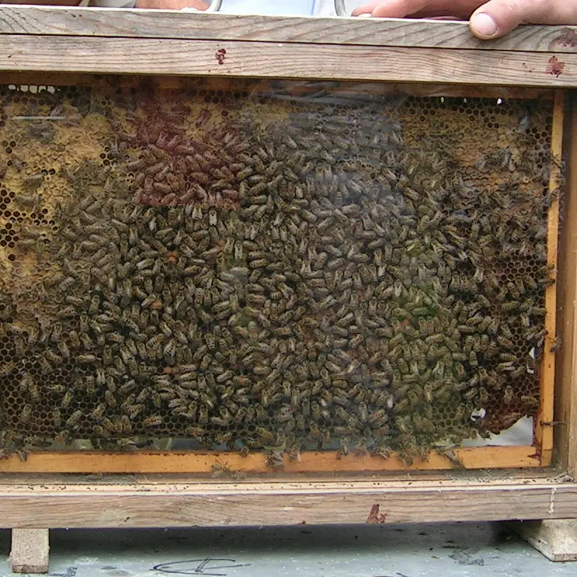 DEG49-miel-d-anjou-3