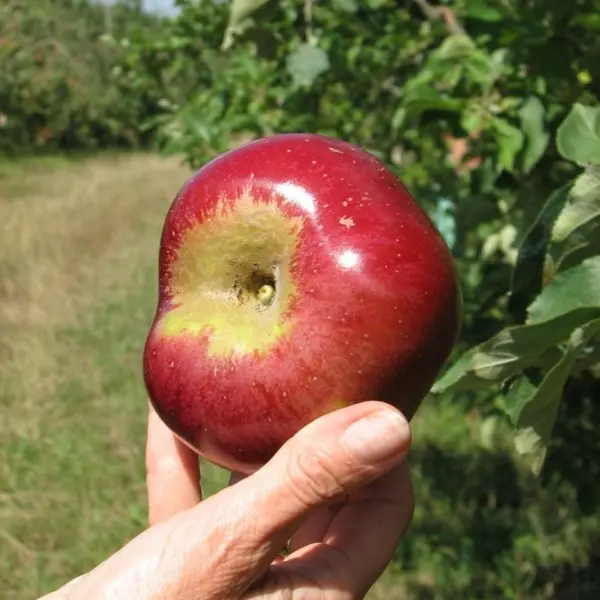 gaec des deux saints
