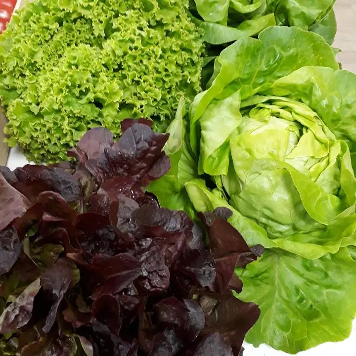 osaveursbaugeoises_1