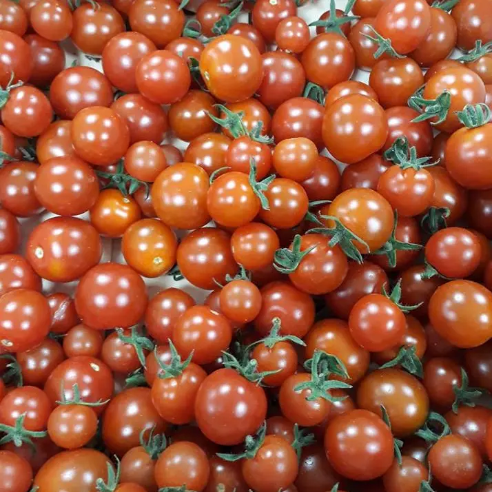 osaveursbaugeoises_3