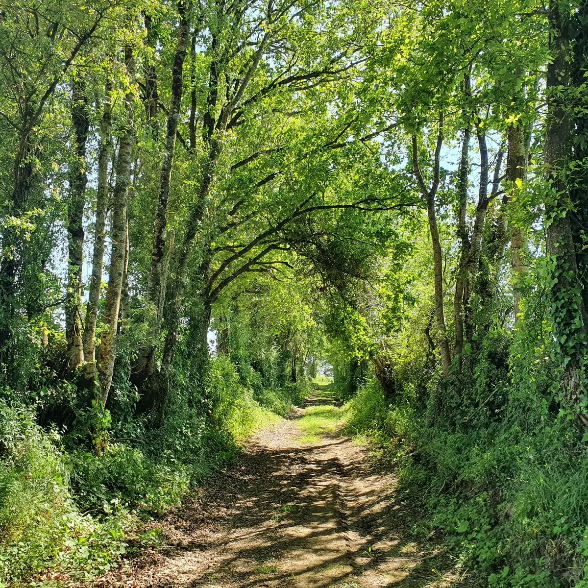 randonnée-les-etangs-foussais-payré-fontenay-vendee-85- (1)