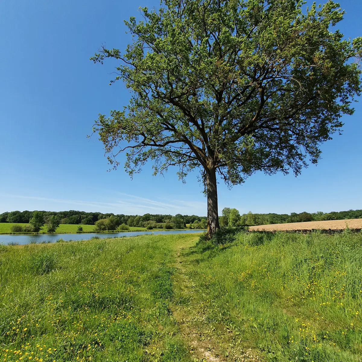 randonnée-les-etangs-foussais-payré-fontenay-vendee-85- (2)