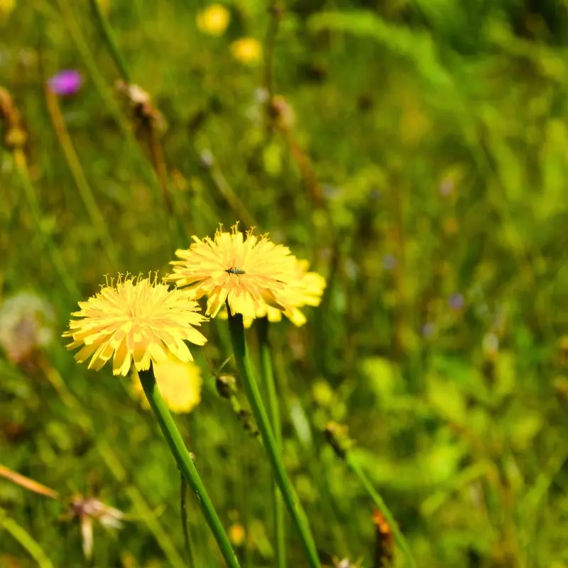 Parcours trail n°8 à Bussière-Galant