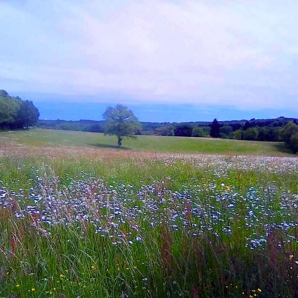 Circuit du duveix à Saint-Méard_4