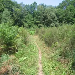 Circuit la randonnade de Cognac-la-Forêt_2