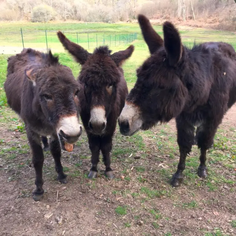 Circuit du Loup Garou_3