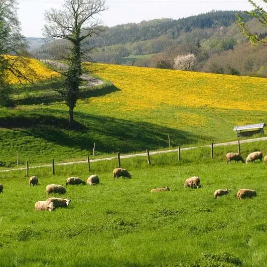 Randonnée des vieux chênes_2