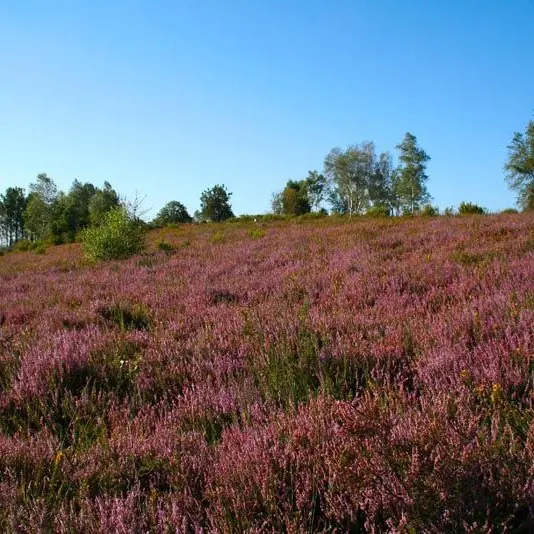 Circuit de la lande de Frochet_2