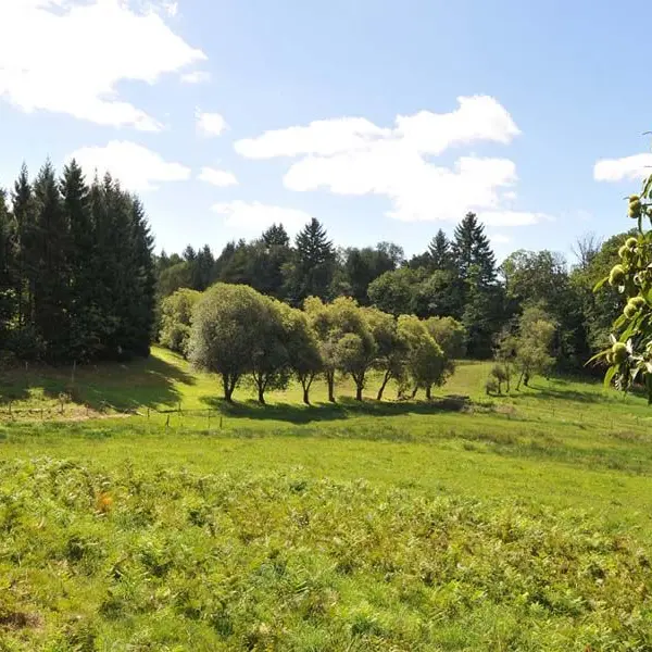 Chemin des hautes forêts_1